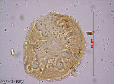 Drosera regia - lame n° 8584